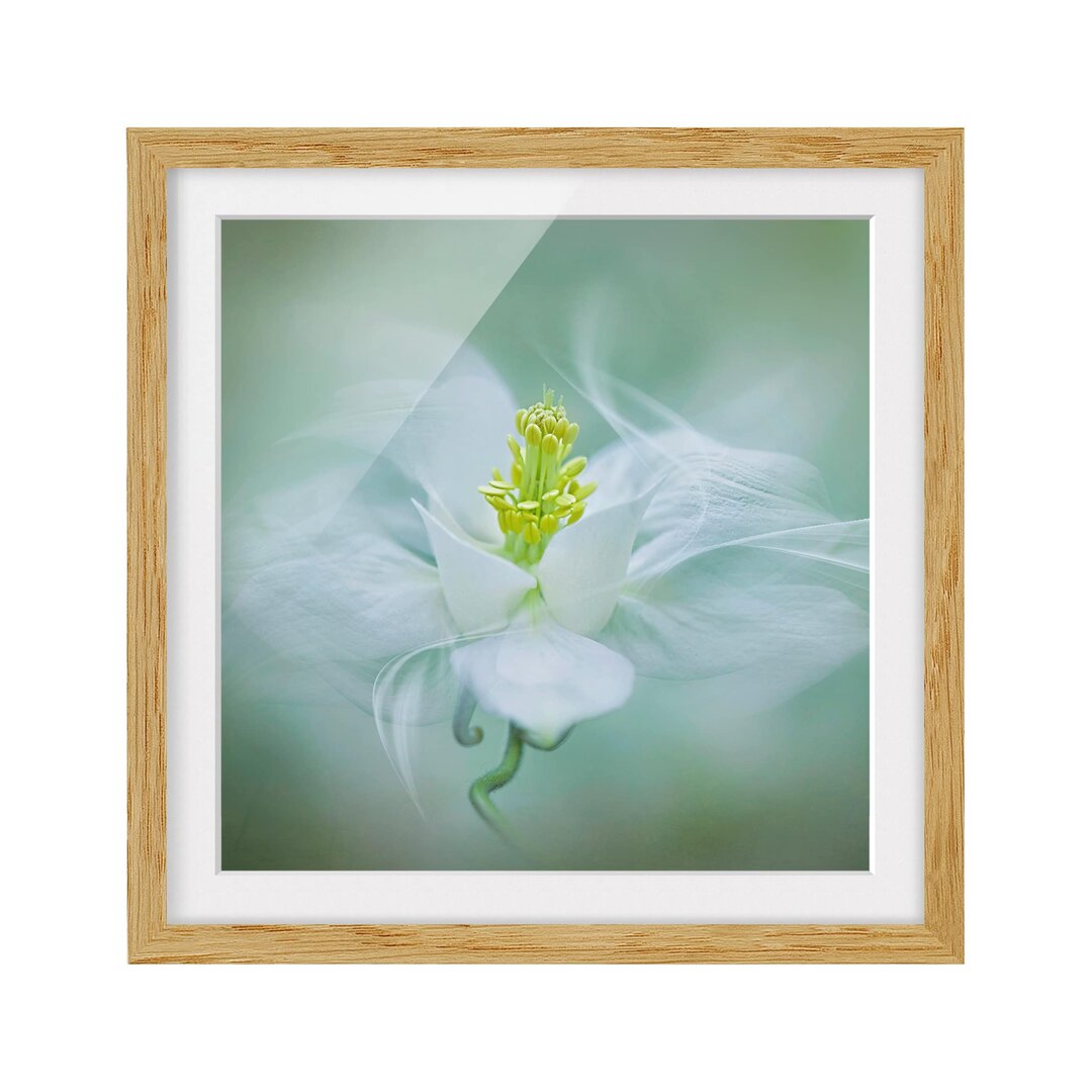 Gerahmter Fotodruck White Columbine