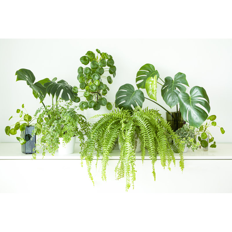 Indoor Garden by HT2023 - Wrapped Canvas Print, 30cm H x 46cm W