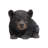 Baby Black Bear Crawling