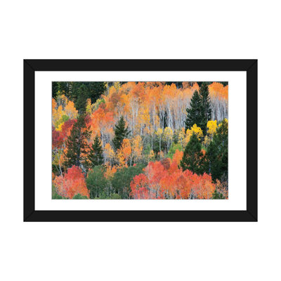 " Colorful Autumn Landscape, Wasatch-Cache National Forest, Utah, USA " by Jamie & Judy Wild