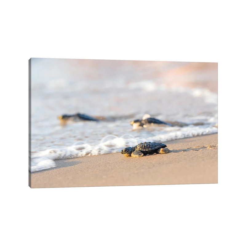 Kemp's Ridley Sea Turtle Hatchling I by Larry Ditto - Print on Canvas, 66.04 cm H x 45.72 cm W, Wrapped Canvas
