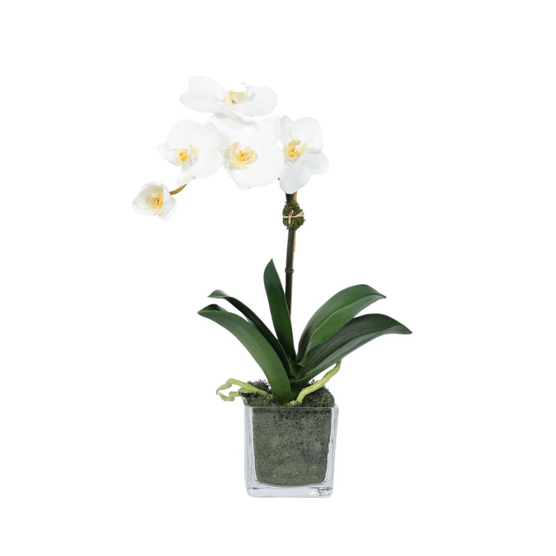 Arrangement d'orchidées dans un vase en verre carré, Blanc