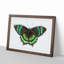 Orontes Butterfly by George Shaw - Framed Print-55578092-55578096