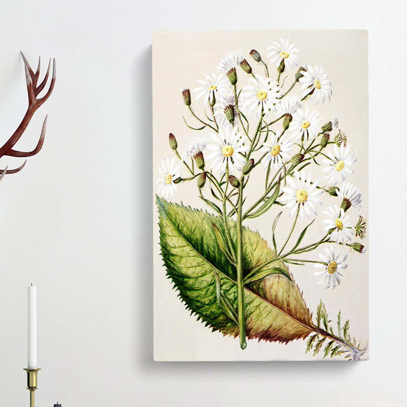 Senecio Hectori Flowers by Sarah Featon - Wrapped Canvas Painting, 50cm H x 35cm W x 3cm D