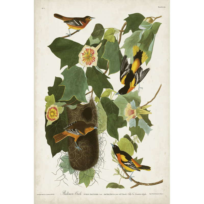 Pl 12 Baltimore Oriole by John Audubon - Wrapped Canvas Painting, 76cm H x 51cm W