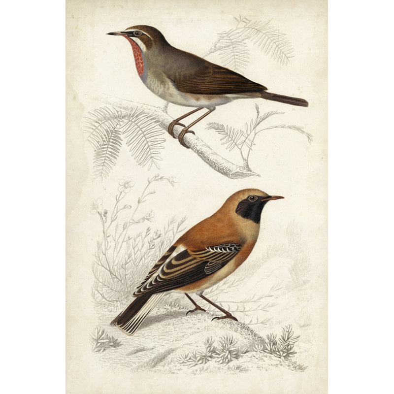 Peinture sur toile, D'orbigny Birds VI, H 36 po x l 24 po
