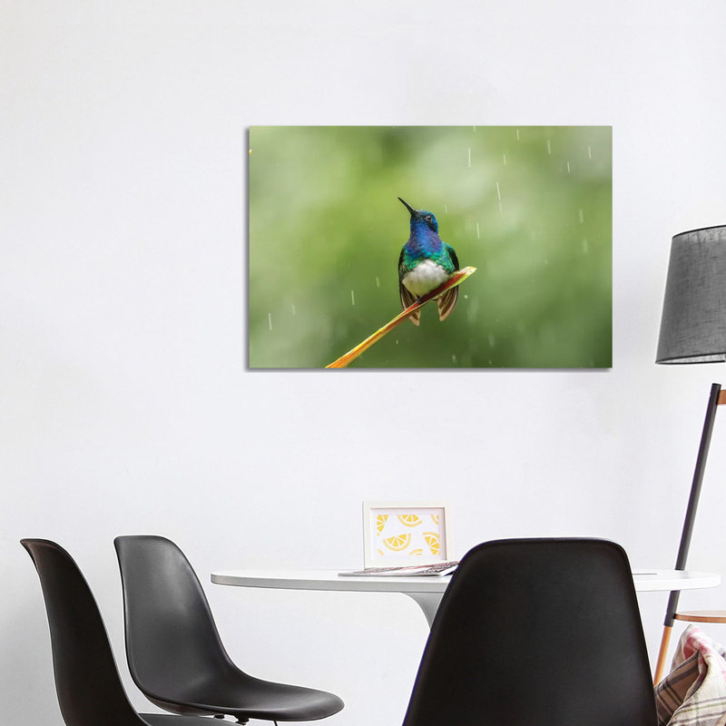 Costa Rica, Sarapiqui River Valley. Male White-Necked Jacobin On Leaf In Rain. by Jaynes Gallery - Wrapped Canvas Print