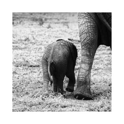 Mama And Baby Elephant II by Aledanda - Wrapped Canvas Print