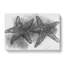Two Starfish in Abstract - Wrapped Canvas-55303668