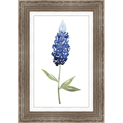 " Bluebonnet II "