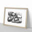 Pigs Illustration in Black and White - Framed Print-55616612-55616611