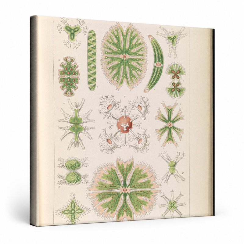 Desmidiea (Tafel 21, Kunstformen der Natur, 1904) - Art mural carré sur toile, 12" W x 12" H