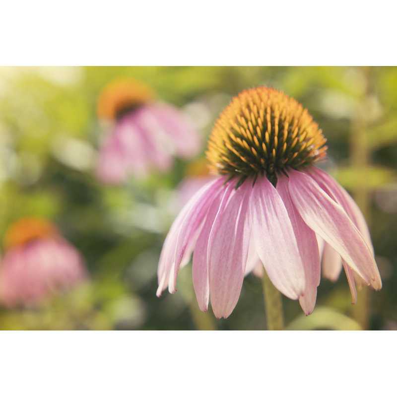 Echinacea Study I by Jason Johnson - Wrapped Canvas Print, 20 cm H x 30 cm W, Wrapped Canvas
