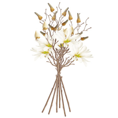 Magnolia Etoile