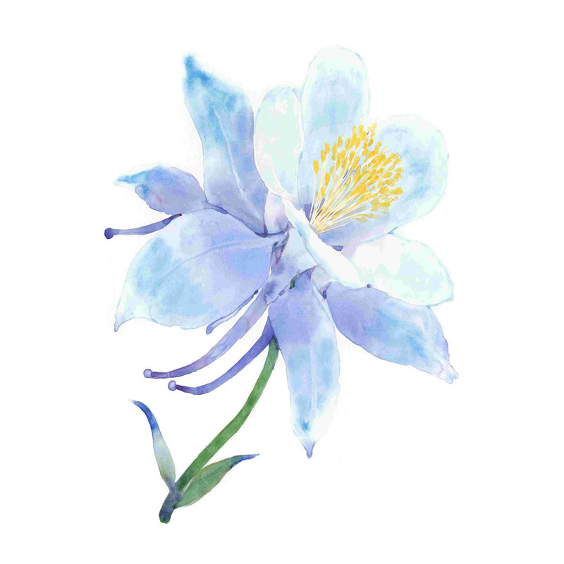 Columbine Bloom I, H 48 po x l 32 po