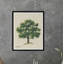 Meadow Tree Iii Print