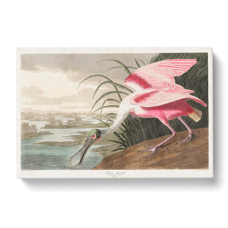 Roseate Spoonbill by John Audubon - Wrapped Canvas Print, 50cm H x 76cm W x 3cm D