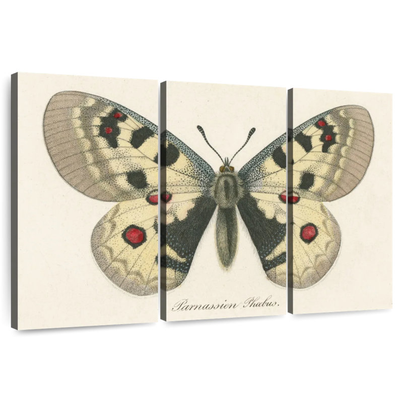 Brampt Natures Butterfly III, 42" H x 65" W