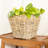 Square Tapered Planter With Plastic Insert