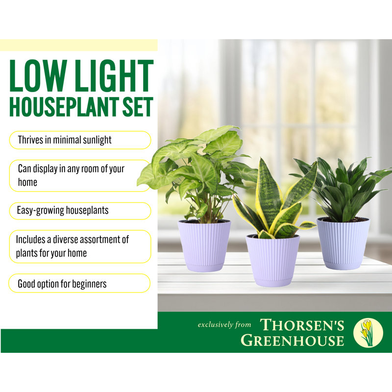 Live Low Light Houseplant Set, Lavender
