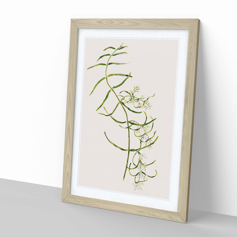 Aka-Kiore Parsonsia Rosea Flowers by Sarah Featon - Framed Print, 50cm H x 35cm W x 2cm D, Oak