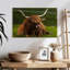 Vache Highland sur herbe-107672902