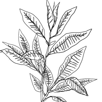 " Leaf Drawing "