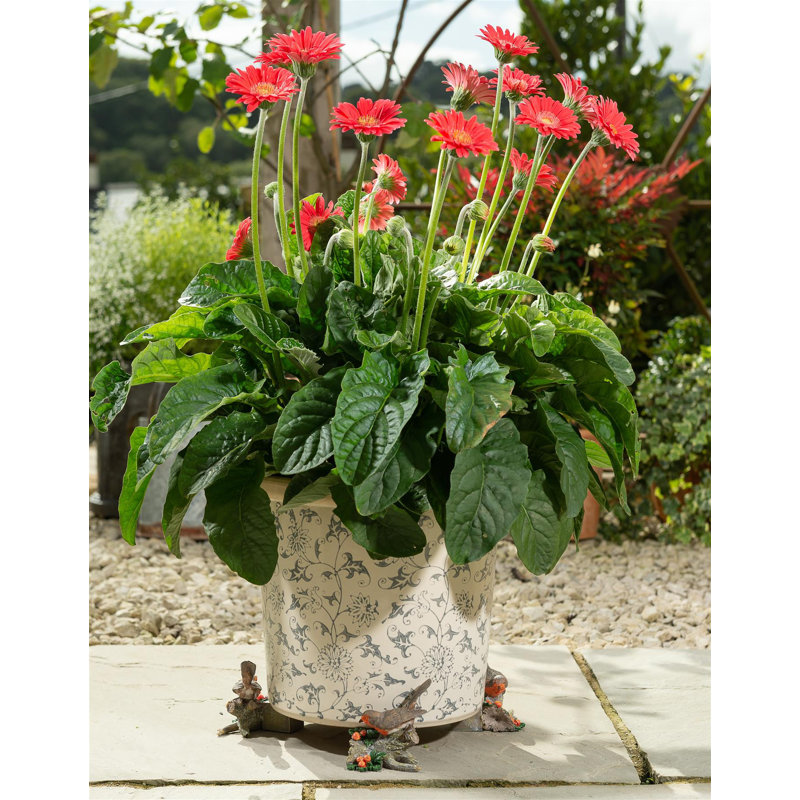 Zendaya Weather Resistant Planter Feet, Orange/Green