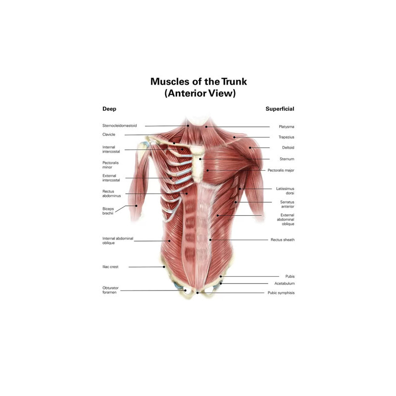 Illustration numérique des muscles du torse humain, vue de face par Alan Gesek - art textuel sur toile tendue