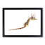 Illustration of a Seahorse by F.E. Clarke - Picture Frame Painting Print-55579685-55579681