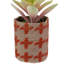 4,75 plantes