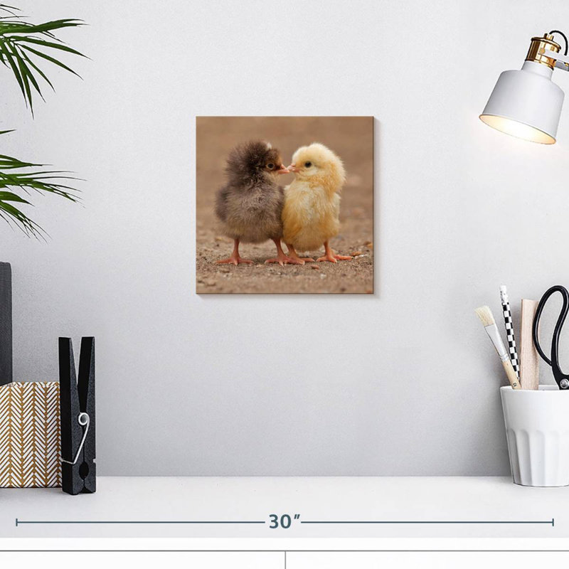 Brampt Pecking Baby Chicks