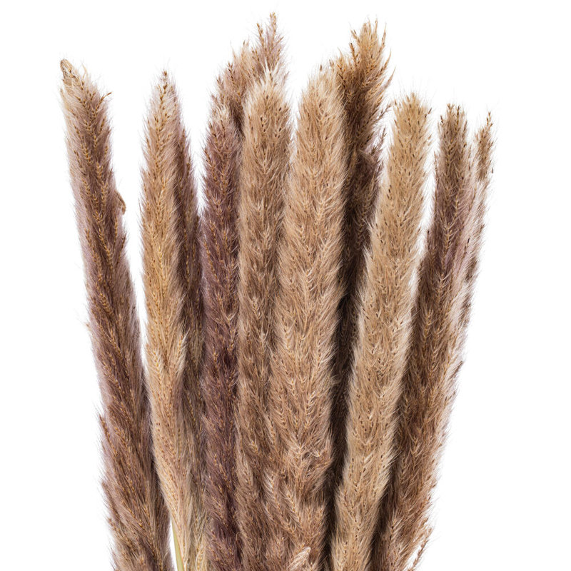 Vickerman 30" Dried Natural Brown Reed Bunch. Approximately 20 stems. This is a natural product, dimensions and color may vary plant to plant.
