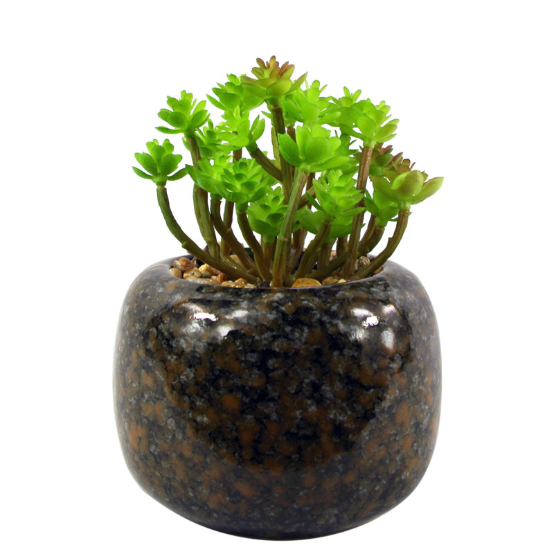 Annistin 14cm Plant