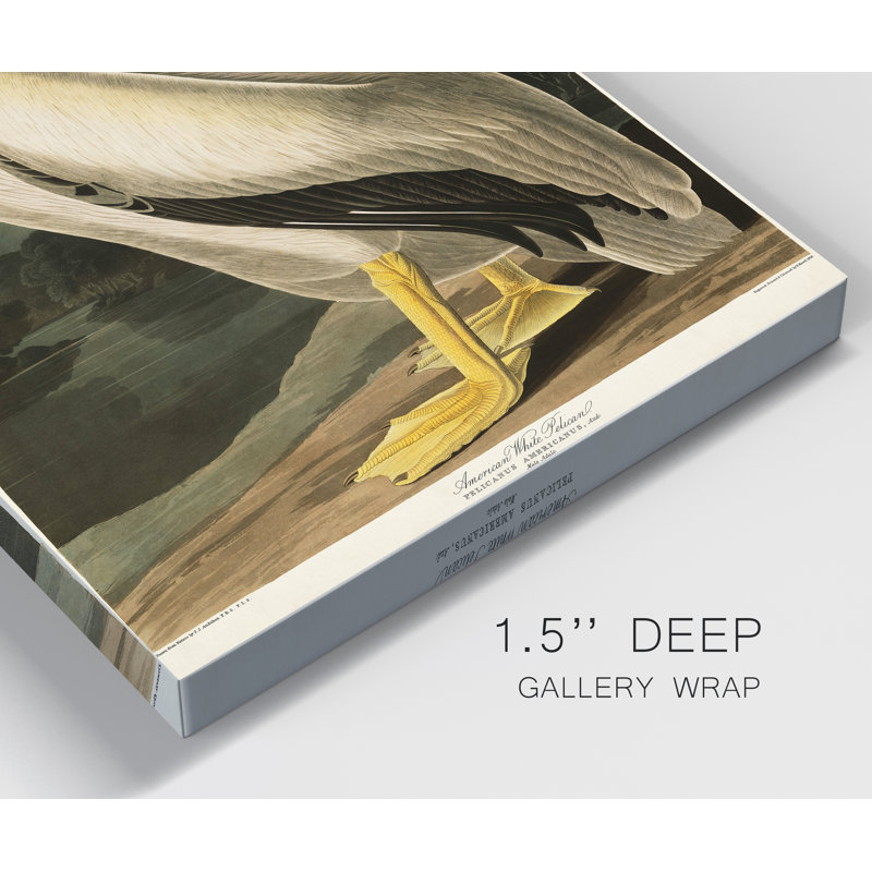 " Pl 311 American White Pelican ", 36" H x 24" W x 1.5" D