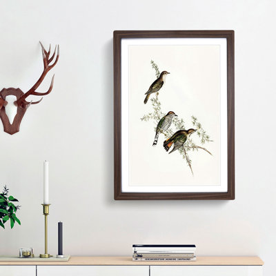 Shining Cuckoos by Elizabeth Gould - Picture Frame Painting Print