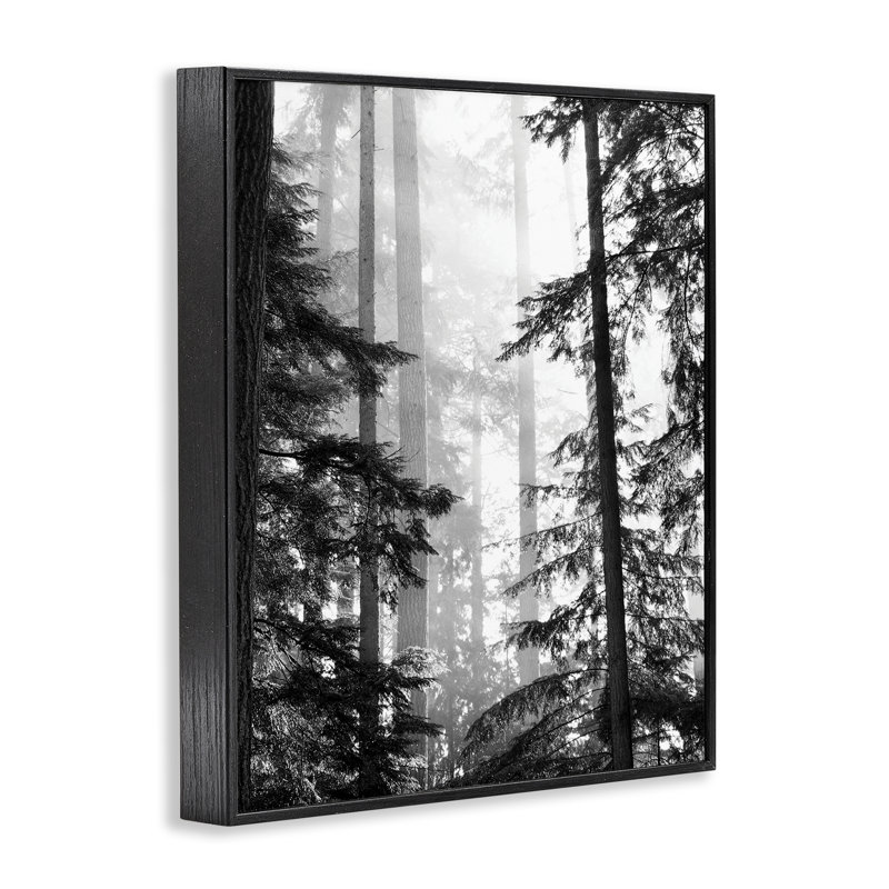 «Forest Light» qui brille à travers de grands arbres, photographie de paysage surdimensionnée, giclée sur bois noir, art texturé par Gail Peck