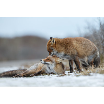 «Red Fox in Wintertime» par Schaef1 - photographie sur toile tendue