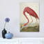John Audubon - Wrapped Canvas Print-34181638