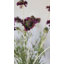 Scabieuse violette, fleur sauvage 29 po