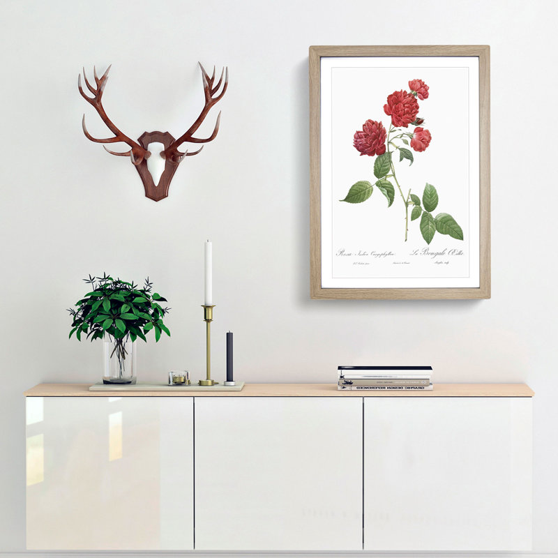 Red Cabbage Rose by Pierre-Joseph Redoute - Picture Frame Painting Print, Oak Framed, 36cm H x 27cm W x 2cm D