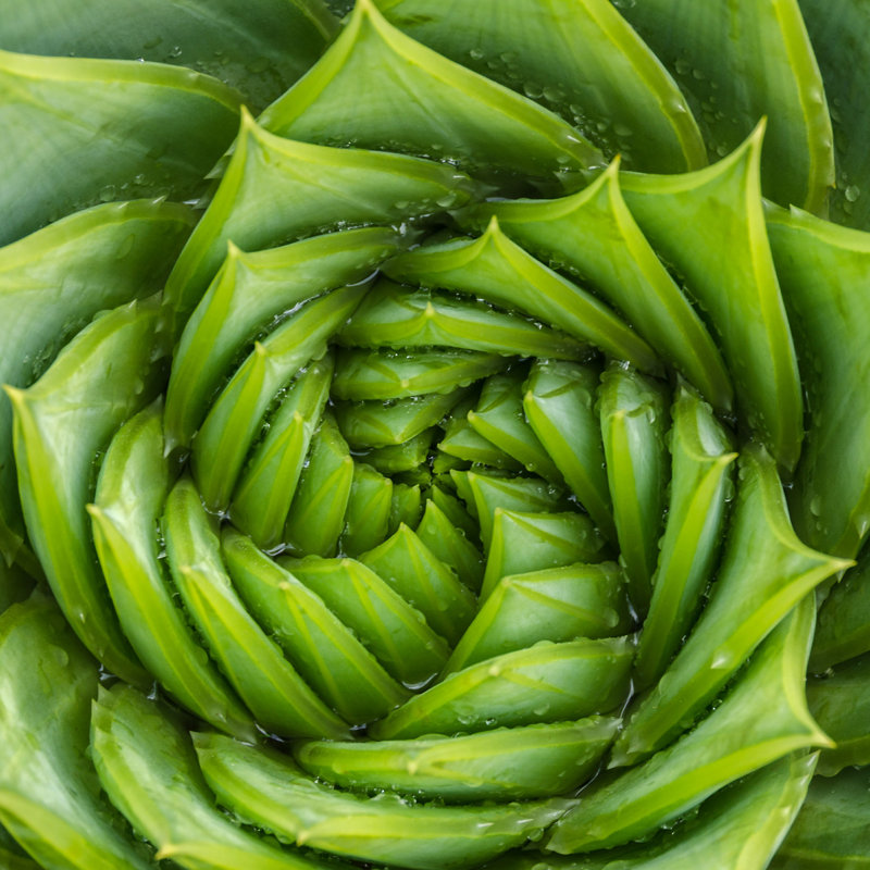 «Lampsona Spiral Aloe Vera», photographie sur toile tendue, H 12 po x l 12 po