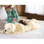 Coussin Labrador Retriever