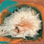 « caldera i », impression sur toile-20825915-72785817-72785823