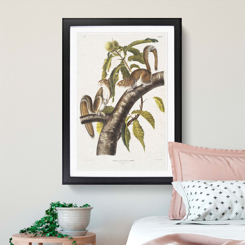 Carolina Grey Squirrels by J.W. Audubon - Picture Frame Painting Print, Black Framed, 65cm H x 48cm W x 2cm D