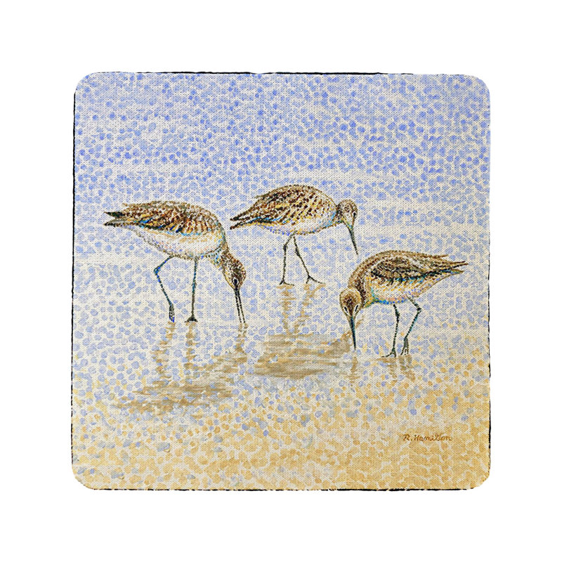 Bécasseau Willet