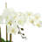 Kerwin Organic Modern Orchid Arrangement