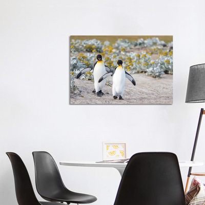 King Penguin, Falkland Islands. by Martin Zwick - Wrapped Canvas Print