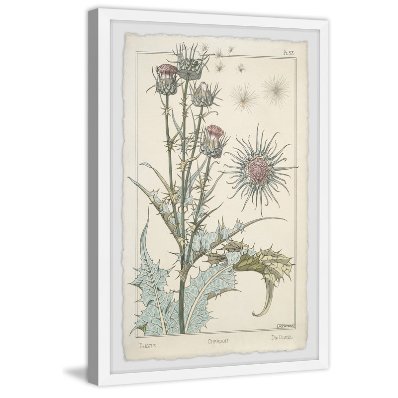 «Thistle Botanical Study 1896», reproduction encadrée, H 36 po x l 24 po