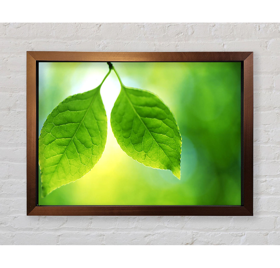 Duo Tree Leaves - Druck